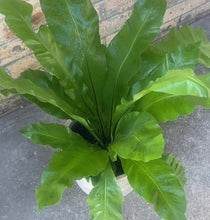 Load and play video in Gallery viewer, Birds Nest in a white  Planter