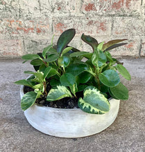 Load image into Gallery viewer, Peperomia Mixed Planter