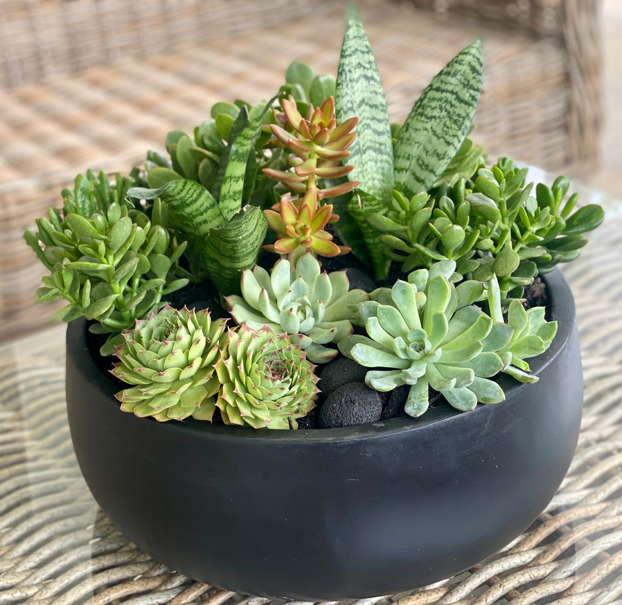 ben badis succulent Ben Badis Succulent Bowl – Sproutopia