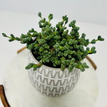 Load image into Gallery viewer, Ice Plant in a Stylish Pot
