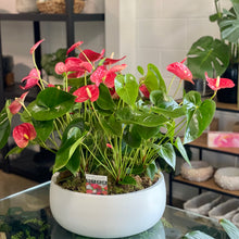 Load image into Gallery viewer, Lush Anthurium Planter... Perfect for  any special Occasion!
