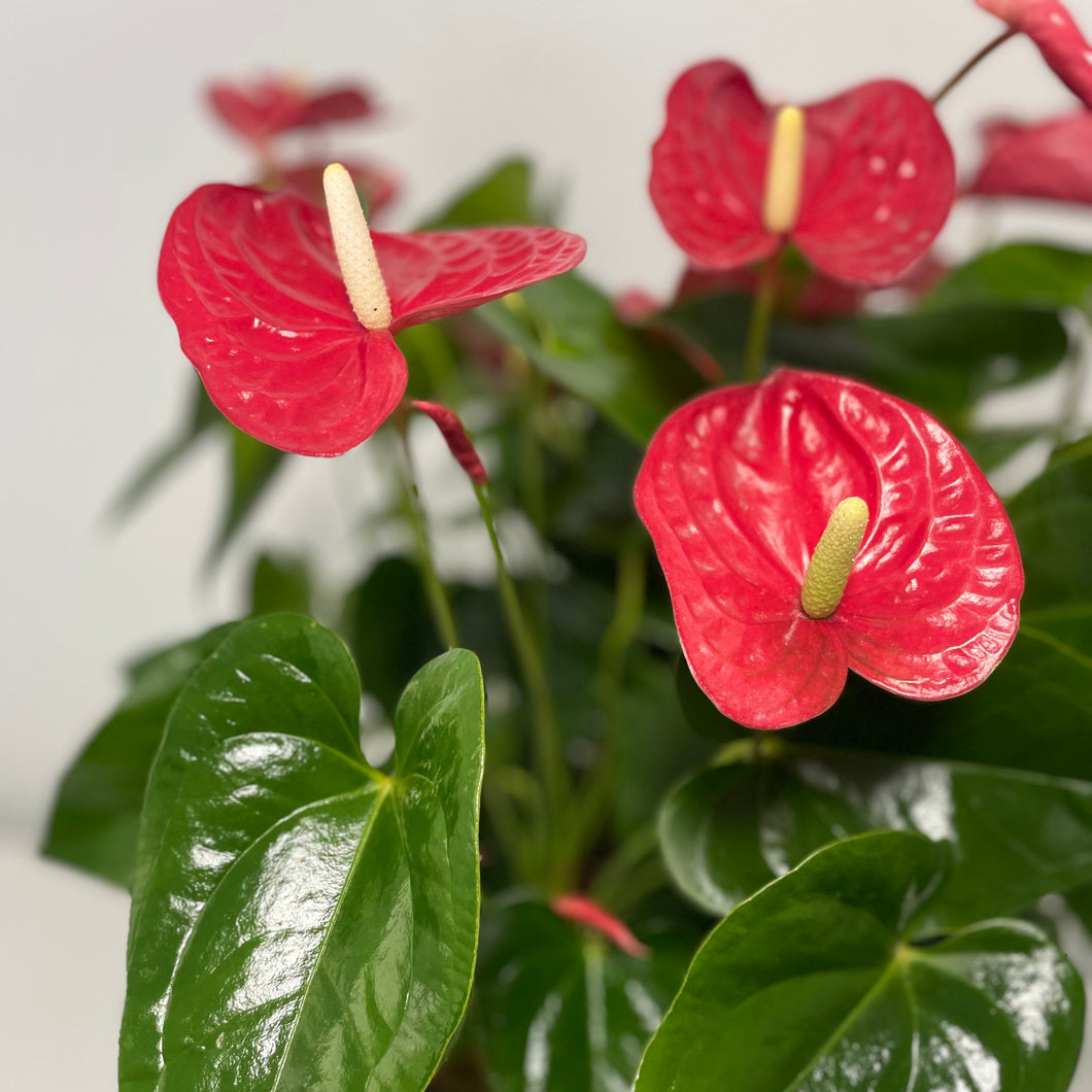 Lush Anthurium Planter... Perfect for  any special Occasion!