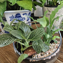 Load image into Gallery viewer, Angled top opening Terrarium
