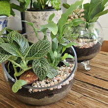 Load image into Gallery viewer, Angled top opening Terrarium
