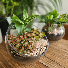 Load image into Gallery viewer, Angled top opening Terrarium
