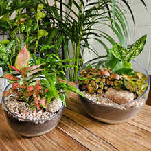 Load image into Gallery viewer, Angled top opening Terrarium
