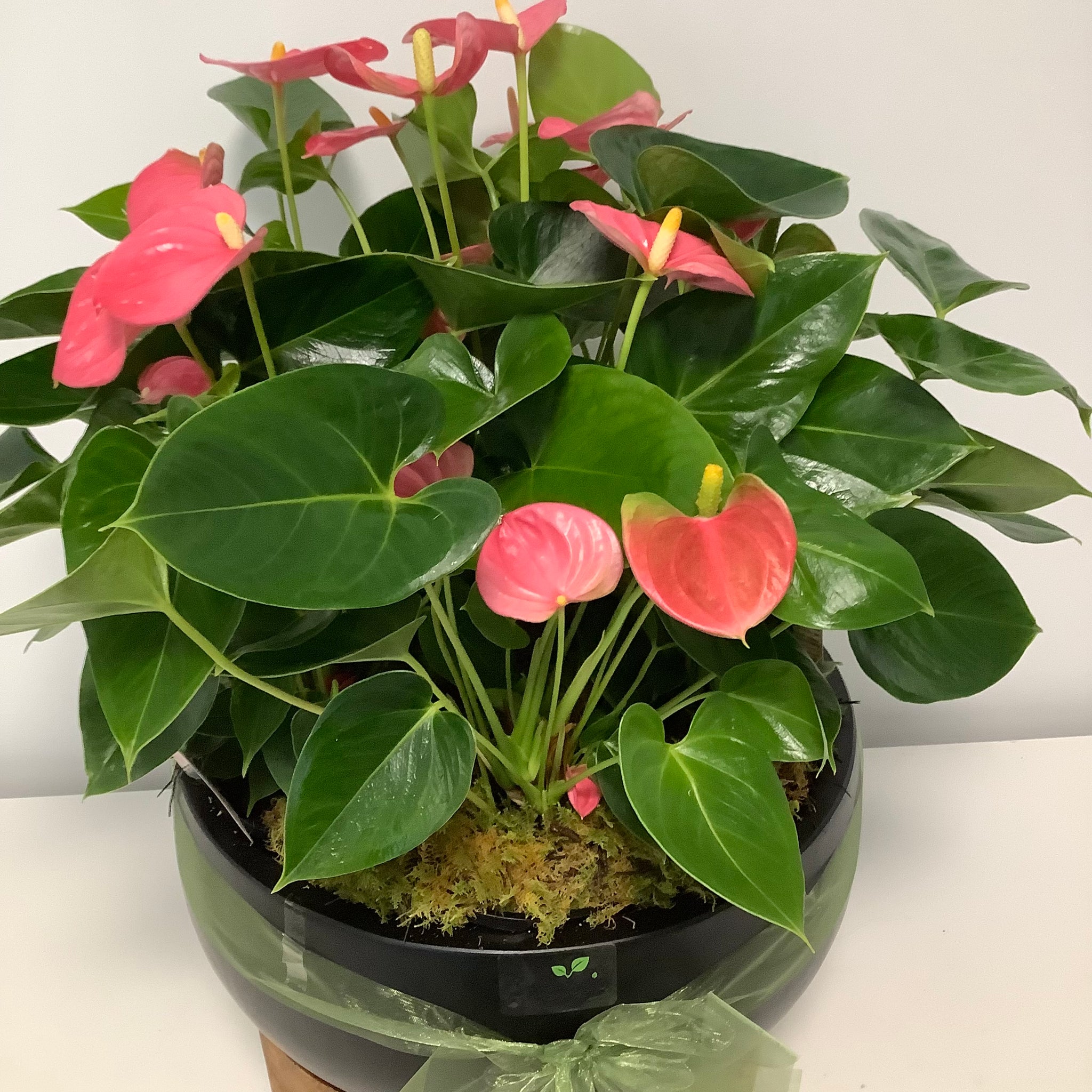 anthurium for sale brisbane Lush Anthurium Planter... Perfect for any special Occasion! – Sproutopia