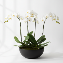 Load image into Gallery viewer, 3 Magnificent Potted Orchid Bowl
