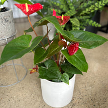 Load image into Gallery viewer, Anthurium - Large white ceramic pot
