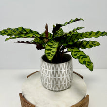 Load image into Gallery viewer, Calathea Insignis in a Ceramic Pot
