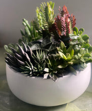 Load image into Gallery viewer, Euphorbia &amp; Succulent Bowl
