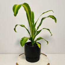 Load image into Gallery viewer, HAPPY Plant in a Ceramic Planter
