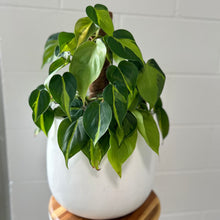 Load image into Gallery viewer, Philodendron Brasil in a Lightweight Pot
