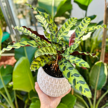 Load image into Gallery viewer, Calathea Insignis in a Ceramic Pot
