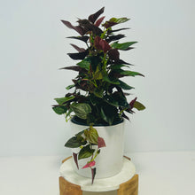 Load image into Gallery viewer, Red Arrow Syngonium Luxe Potted Plant
