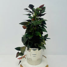 Load image into Gallery viewer, Red Arrow Syngonium Luxe Potted Plant
