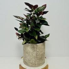 Load image into Gallery viewer, Red Arrow Syngonium Luxe Potted Plant
