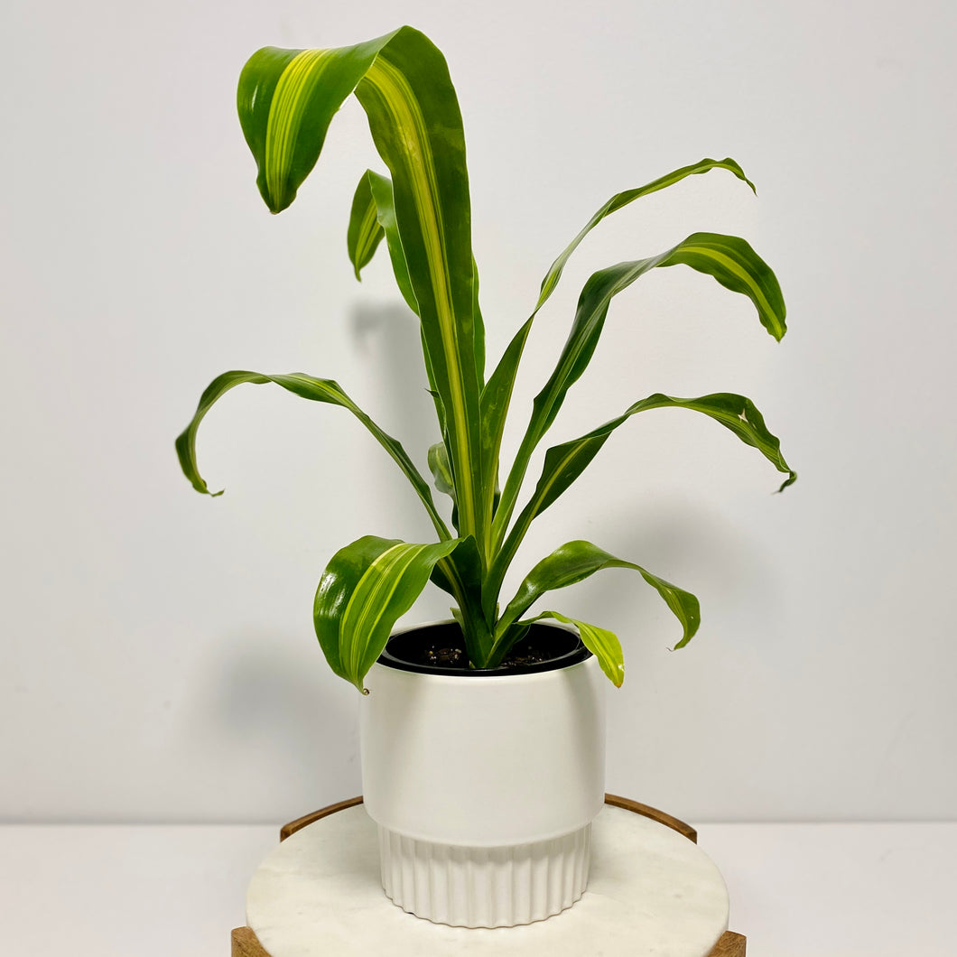 HAPPY Plant in a Ceramic Planter