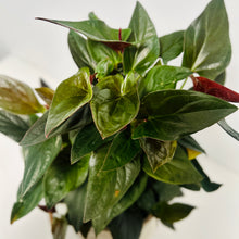 Load image into Gallery viewer, Red Arrow Syngonium Luxe Potted Plant
