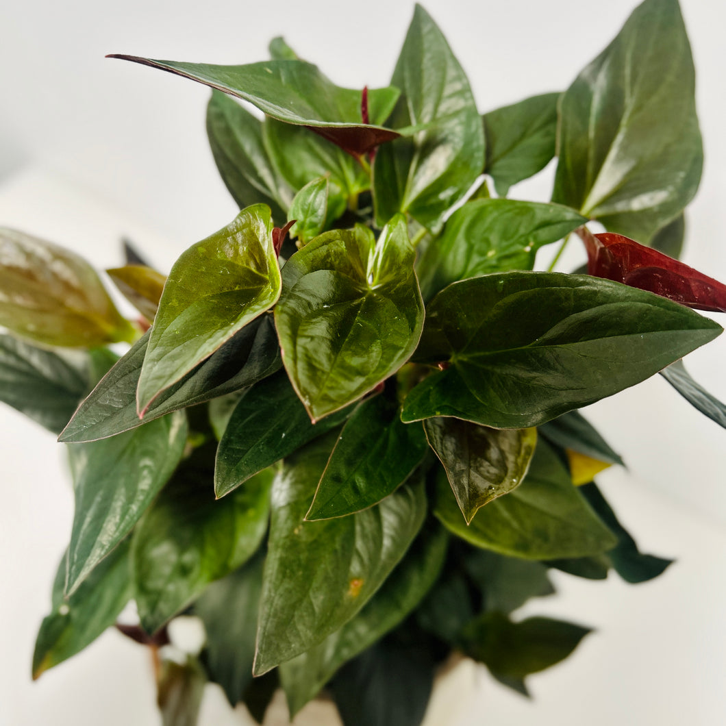 Red Arrow Syngonium Luxe Potted Plant