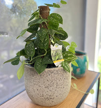 Load image into Gallery viewer, Satin Pothos on Jute Pole in Ceramic Pot
