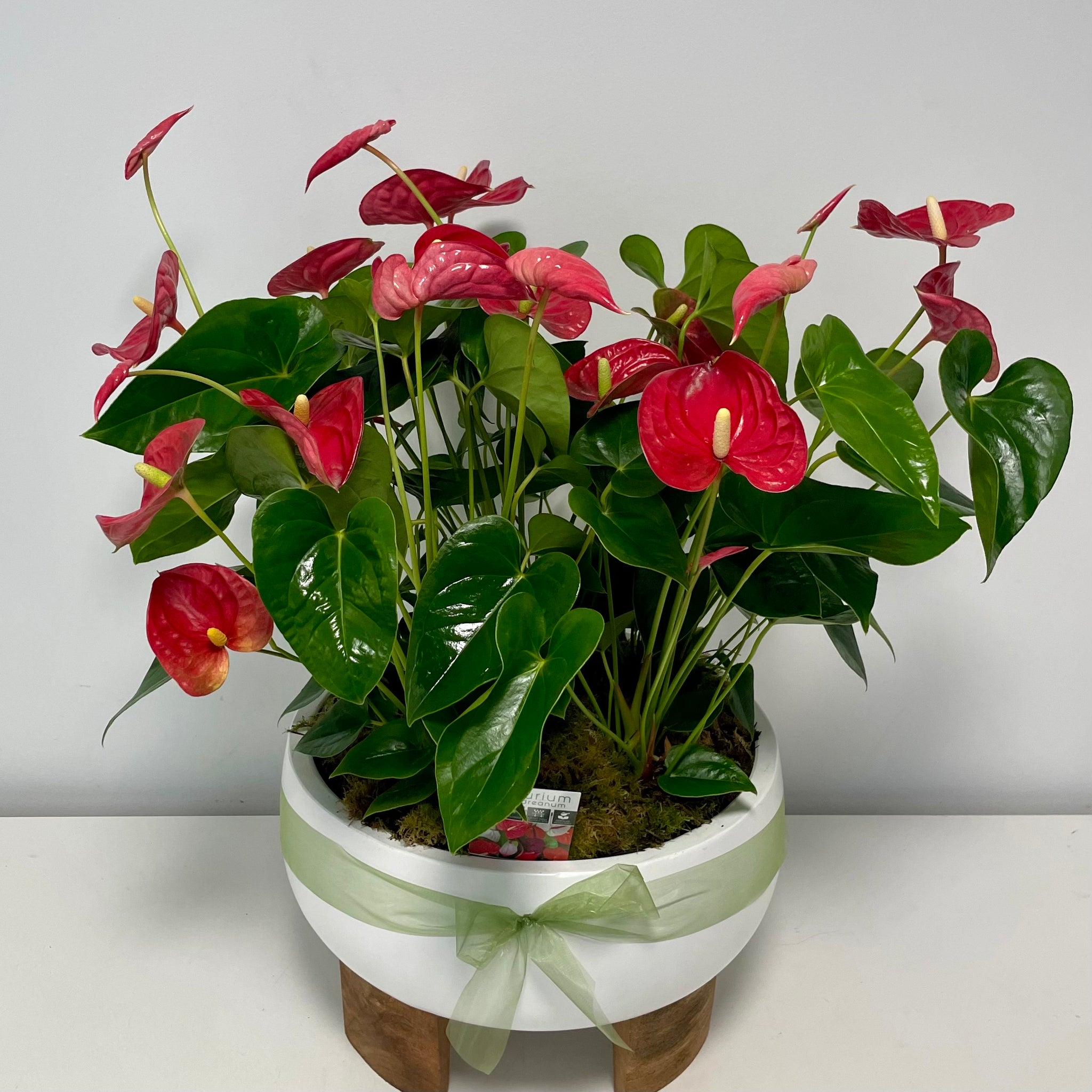 anthurium for sale brisbane Lush Anthurium Planter... Perfect for any special Occasion! – Sproutopia