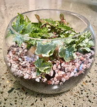 Load image into Gallery viewer, Round Terrarium with Ferns, Peperomias and Feature Stone
