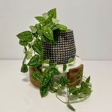 Load image into Gallery viewer, Satin Pothos in a Seagrass basket
