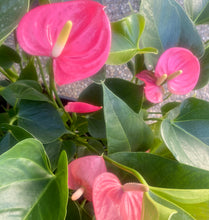 Load image into Gallery viewer, Flowering Anthurium in a Ceramic Pot (medium)
