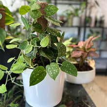 Load image into Gallery viewer, Satin Pothos on Jute Pole in Ceramic Pot
