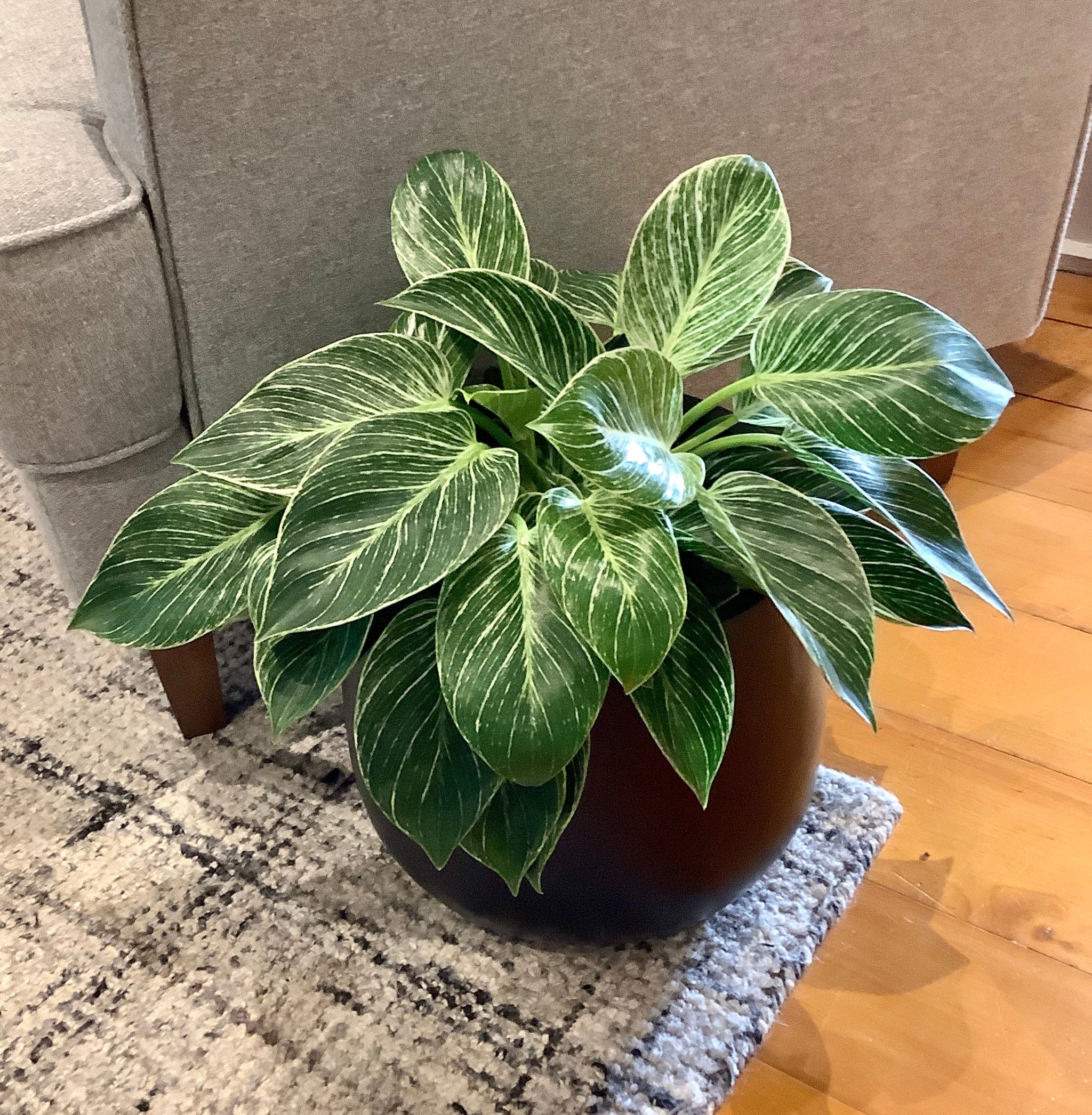 Large Philodendron Birkin – Sproutopia