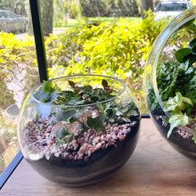 Load image into Gallery viewer, Round Terrarium with Ferns, Peperomias and Feature Stone
