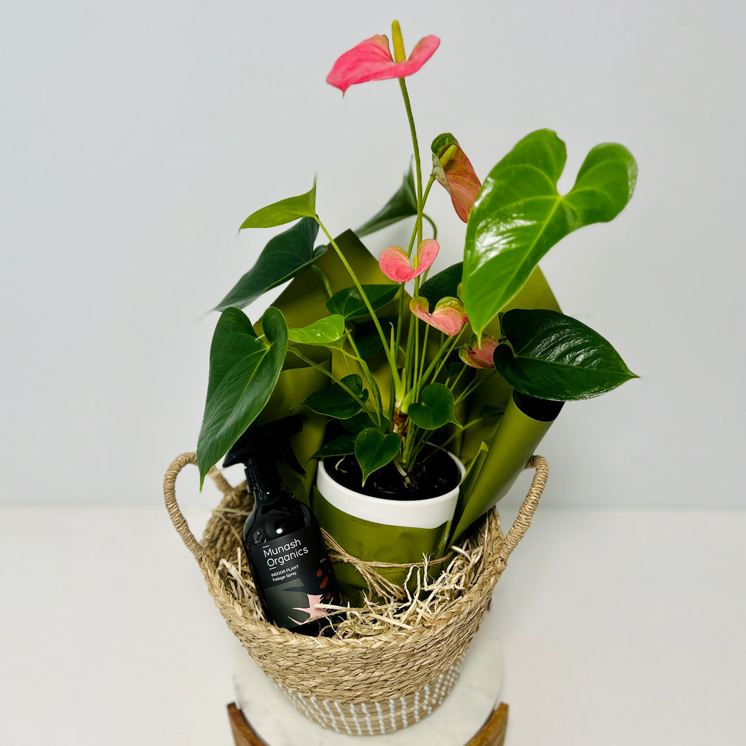 Small Planter Gift Hamper