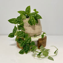 Load image into Gallery viewer, Satin Pothos in a Seagrass basket
