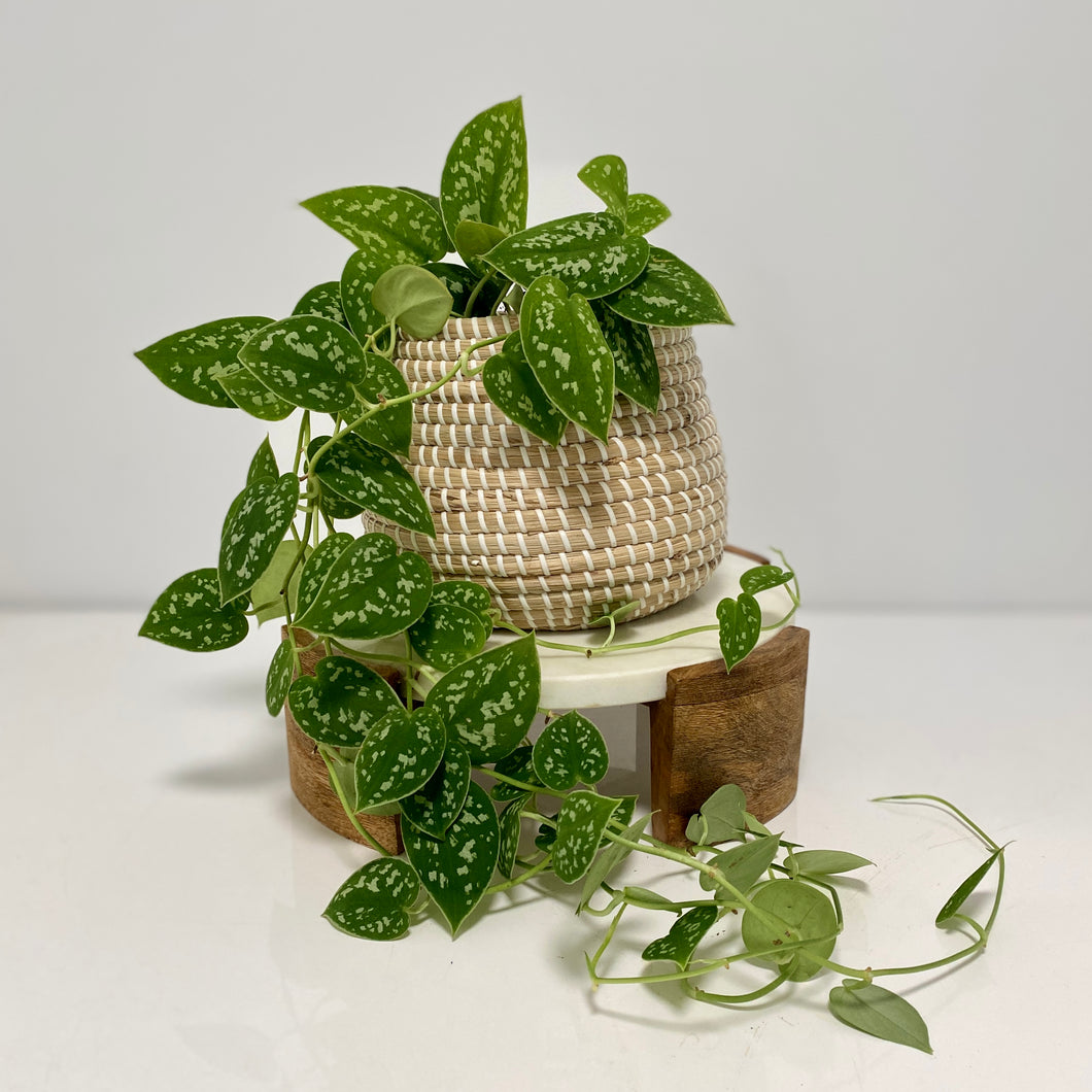 Satin Pothos in a Seagrass basket