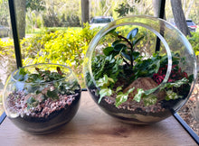 Load image into Gallery viewer, Side opening Round Terrarium with Ivy, Fittonias and feature Stones
