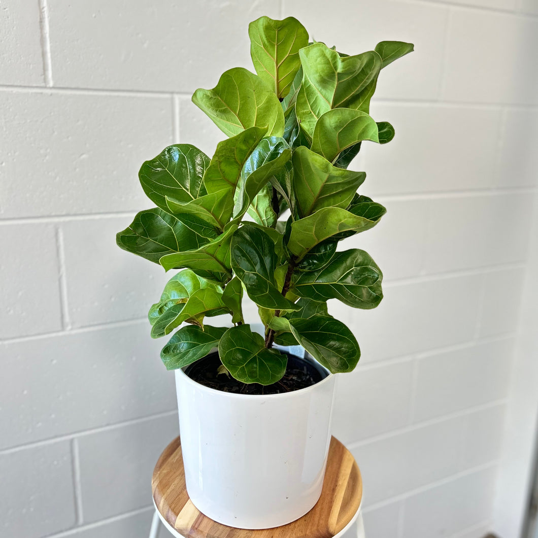 Ficus Lyrata Bambino ‘Fiddle Leaf Fig Bambino’ in a Ceramic Pot