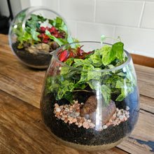 Load image into Gallery viewer, Emily Terrarium

