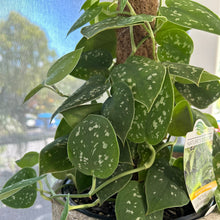 Load image into Gallery viewer, Satin Pothos on Jute Pole in Ceramic Pot
