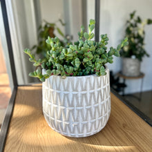 Load image into Gallery viewer, Ice Plant in a Stylish Pot
