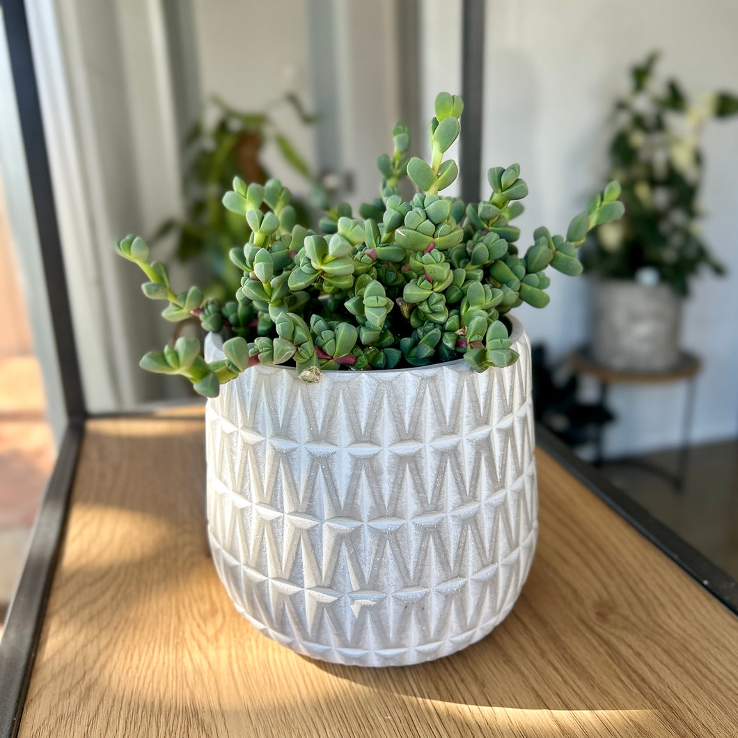 Ice Plant in a Stylish Pot