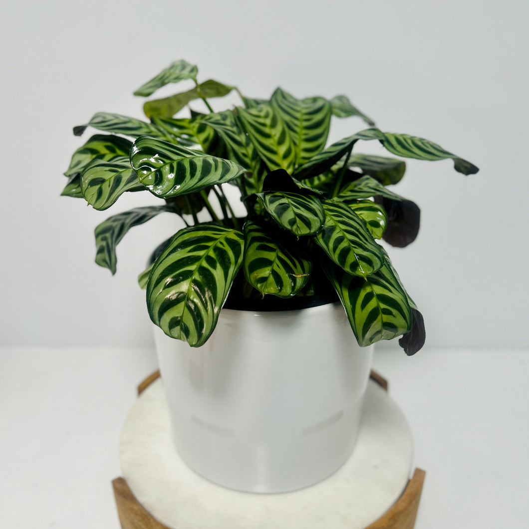 Large Ctananthe “Burle Marxii” in a Stylish Pot