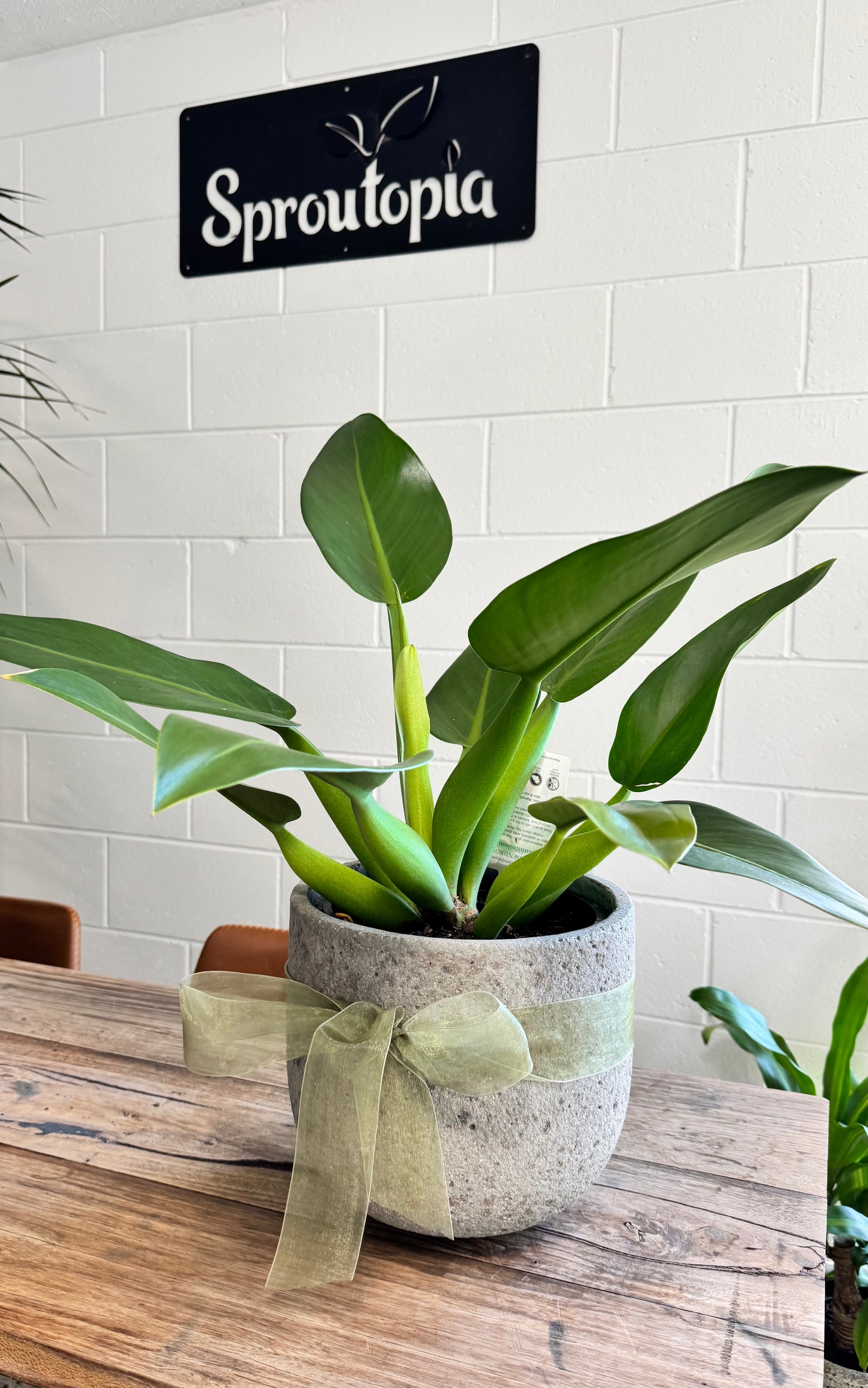 fatboy philodendron Philodendron “Fat Boy” in cement planter – Sproutopia