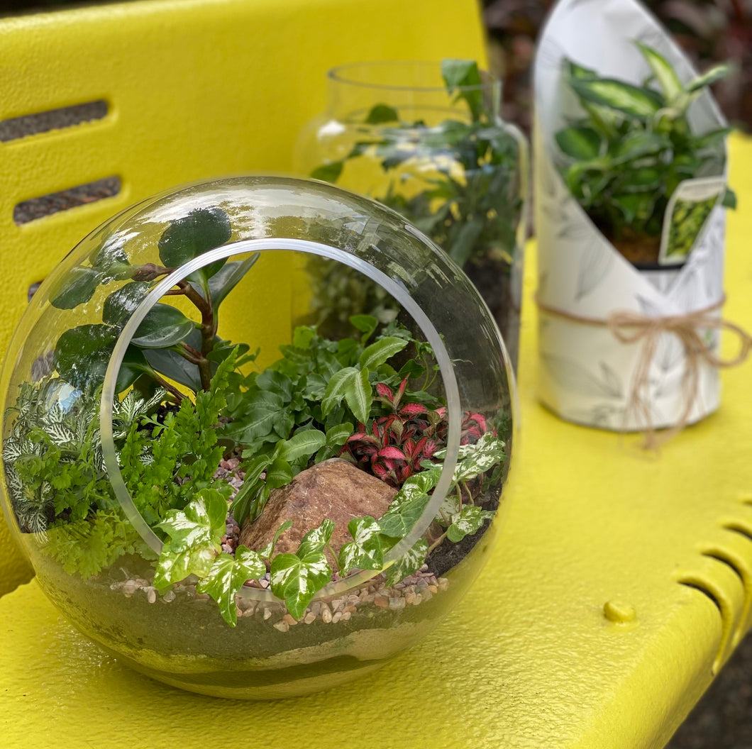 Side opening Round Terrarium with Ivy, Fittonias and feature stones