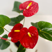 Load image into Gallery viewer, Flowering Anthurium in a Ceramic Pot (medium)
