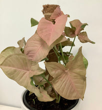 Load image into Gallery viewer, Pink Syngonium Luxe Potted Plant
