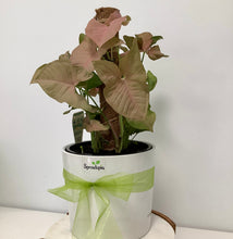 Load image into Gallery viewer, Pink Syngonium Luxe Potted Plant
