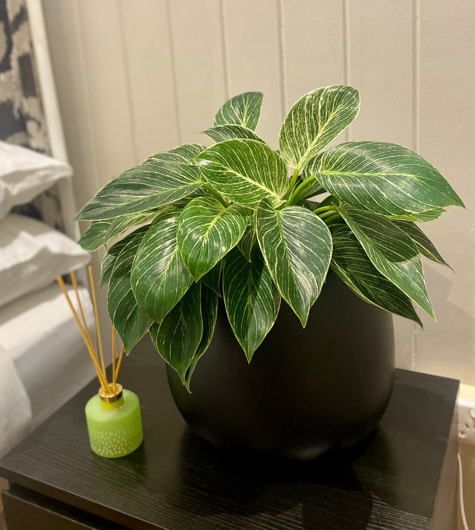 philodendron birkin large Large Philodendron Birkin – Sproutopia