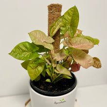 Load image into Gallery viewer, Pink Syngonium Luxe Potted Plant
