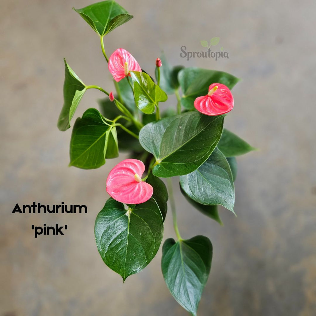 For My Mum -Gift Set- Flowering Anthurium in a Planter and Hand Cream